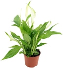 Spathiphyllum Alana Angebote bei REWE Goslar für 3,49 €