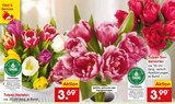 Tulpen Harlekin im Angebot bei Netto Marken-Discount in Lünen Tulpen Harlekin Angebote bei Netto Marken-Discount Lünen für 3,69 €