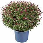 Gros chrysanthème dans le catalogue Lidl