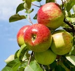 Baum im Pflanzen Kölle Prospekt Bio Apfelbaum von KÖLLE BIO im aktuellen Pflanzen Kölle Prospekt für 34,99 €
