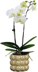 Aktuelles Orchidee »Exclusiv« Angebot bei REWE in Hamburg