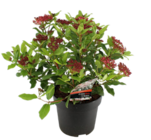 Blumen Ostmann Bad Zwischenahn - Schneeball Angebot im Prospekt Schneeball bei Blumen Ostmann im Bad Zwischenahn Prospekt für 12,99 €