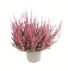 Knospenheide Angebote bei toom Baumarkt Coburg für 1,99 €
