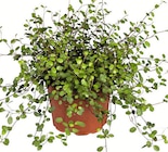 Aktuelle Zimmerpflanzen Angebote bei Wreesmann in Dresden Aktuelles Mühlenbeckia Angebot bei Wreesmann in Dresden ab 2,59 €