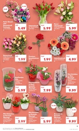 Blumentopf Angebot im aktuellen Kaufland Prospekt auf Seite 3