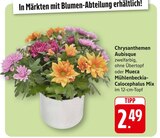 Chrysanthemen Aubisque Angebote bei EDEKA Schwäbisch Hall für 2,49 €