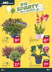 Aktueller Netto mit dem Scottie Prospekt mit Gartenpflanzen, "Günstig. Besser. Für Dich.", Seite 2