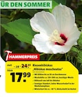 Riesenhibiskus im Hagebaumarkt Prospekt Riesenhibiskus von im aktuellen Hagebaumarkt Prospekt für 17,99 €
