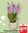 Phalaenopsis-Orchidee bei E center im Trier Prospekt für 9,99 €