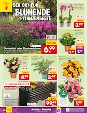 Hut im Netto Marken-Discount Prospekt in Rheine Aktueller Netto Marken-Discount Prospekt mit Hut, "Aktuelle Angebote", Seite 34