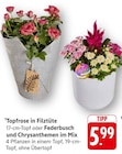 Topfrose in Filztüte Angebote bei EDEKA Darmstadt für 5,99 €