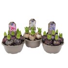 Coupe de 5 jacinthes en promo chez Carrefour Ajaccio à 3,49 €