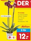 Orchidee bei Netto Marken-Discount im Prospekt "" für 12,00 €