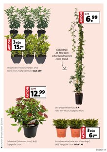 Pflanzen im Moubis Pflanzenhof Prospekt "MACH DEINEN GARTEN HERBST-FIT" mit 8 Seiten (Münster)