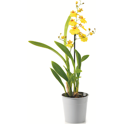 Orchideen-Mix Exotisch