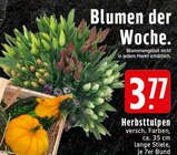 Aktuelle Pflanzen Angebote bei E center in Aachen Aktuelles Herbsttulpen Angebot bei E center in Aachen ab 3,77 €