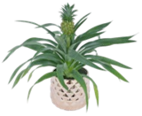 Aktuelle Blumentopf Angebote bei Kaufland in Essen Aktuelles Ananaspflanze Angebot bei Kaufland in Essen ab 9,99 €