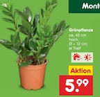Grünpflanze im Angebot bei Netto Marken-Discount in Dresden Grünpflanze Angebote bei Netto Marken-Discount Dresden für 5,99 €