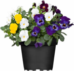 Hagebaumarkt Springe Prospekt mit  im Angebot für 2,49 €