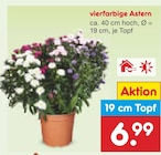 vierfarbige Astern  im aktuellen Netto Marken-Discount Prospekt für 6,99 €