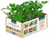 Tomatenpflanzen Angebote von Gardenline bei ALDI Nord Essen für 3,49 €