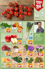 Ähnliche Stiefmütterchen Angebote im Prospekt "Dein Markt" von REWE in Nürnberg Ähnliche Angebote wie Stiefmütterchen im Prospekt "Dein Markt" auf Seite 9 von REWE in Nürnberg