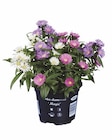 Aktuelle Blumen Angebote bei Lidl in Jena Aktuelles Astern-Trio Angebot bei Lidl in Jena ab 1,99 €