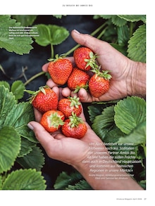 Erdbeeren im Alnatura Prospekt "Alnatura Magazin" mit 68 Seiten (Hamburg)