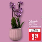 Phalaenopsis-Orchidee Angebote bei Marktkauf Ulm für 9,99 €