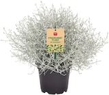 Aktuelles Chrysantheme oder Stacheldrahtpflanze Angebot bei REWE in Bochum ab 1,49 €