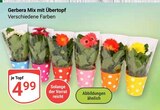 Aktuelles Gerbera Mix mit Übertopf Angebot bei GLOBUS in Trier ab 4,99 €