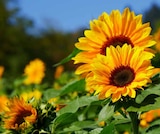 Garten-Center Nordharz GmbH & Co. KG - Sonnenblumen Angebot im Prospekt Sonnenblumen bei Garten-Center Nordharz GmbH & Co. KG im Prospekt "" für 2,99 €