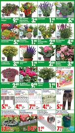 Chrysantheme im Wreesmann Prospekt in Hildesheim Aktueller Wreesmann Prospekt mit Chrysantheme, "DEIN SAISON- & SONDERPOSTENMARKT!", Seite 6