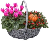 Herbstgefäß bei REWE im Prospekt "" für 9,99 €