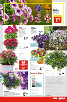 Blumenerde Angebot im aktuellen Hellweg Prospekt auf Seite 27