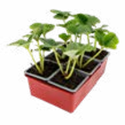 Erdbeeren bei Hagebaumarkt im Grafing Prospekt für 1,99 €