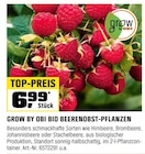 Bio Beerenobst-Pflanzen von Grow by Obi im aktuellen OBI Prospekt für 6,99 €