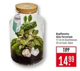Bepflanztes Glas-Terrarium im Angebot bei Marktkauf in Heilbronn Bepflanztes Glas-Terrarium Angebote bei Marktkauf Heilbronn für 14,99 €