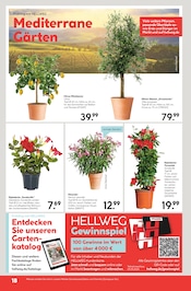 Ähnliche Angebote wie Kletterrosen im Prospekt "Die Profi-Baumärkte" auf Seite 18 von Hellweg in Chemnitz