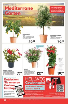 Gartenpflanzen im Hellweg Prospekt "Die Profi-Baumärkte" mit 24 Seiten (Münster)