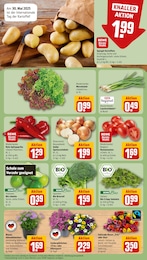 REWE Blumen im Prospekt 