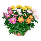 Coupe de chrysanthème en promo chez Carrefour Lens à 3,99 €