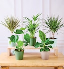 Plante verte - U Express à Argenteuil Plante verte en promo chez U Express Argenteuil à 9,99 €