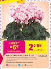 Promo Mini cyclamen 'Victoria' Ecloz à 2,50 € dans le catalogue Delbard à Aumale