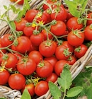 Aktuelles Tomaten Angebot bei toom Baumarkt in Leipzig ab 0,79 €