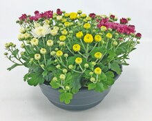 Chrysanthemen in Schale bei Thomas Philipps in Erkelenz Chrysanthemen in Schale im Angebot bei Thomas Philipps Erkelenz für 2,98 €