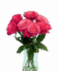 Großköpfige Hochland Rosen im Angebot bei Netto Marken-Discount in Jena Großköpfige Hochland Rosen Angebote bei Netto Marken-Discount Jena für 4,44 €
