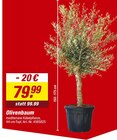 Aktuelle Oliven Angebote bei toom Baumarkt in Koblenz Aktuelles Olivenbaum Angebot bei toom Baumarkt in Koblenz ab 79,99 €