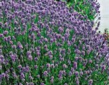 Lavendel Angebote bei Hellweg Gelsenkirchen für 2,79 €