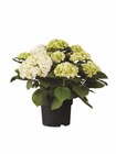Gartenhortensien Angebot in Treis-Karden Gartenhortensien im aktuellen Prospekt bei Lidl in Treis-Karden